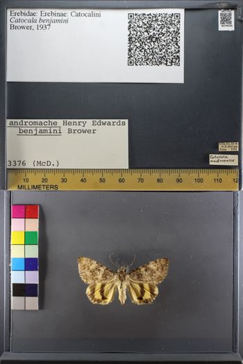 Media type: image;   Entomology 749336